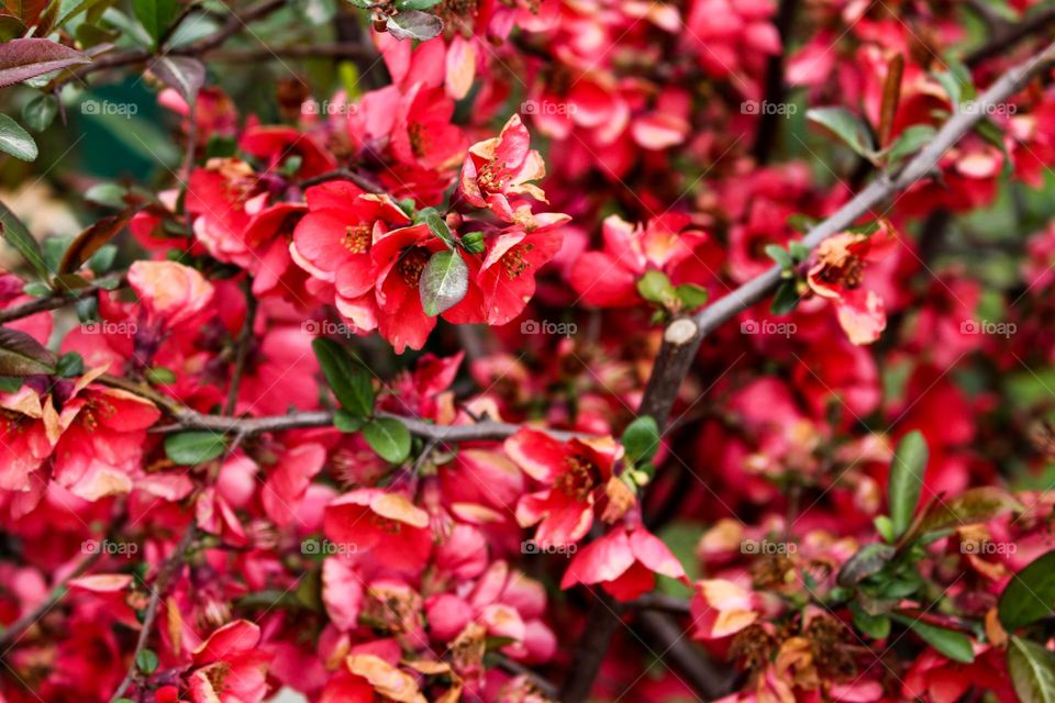 Beautiful red color flowers.