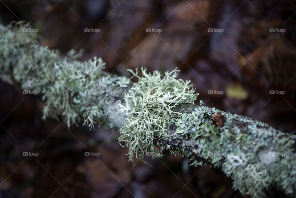 Lichen on a tree branch