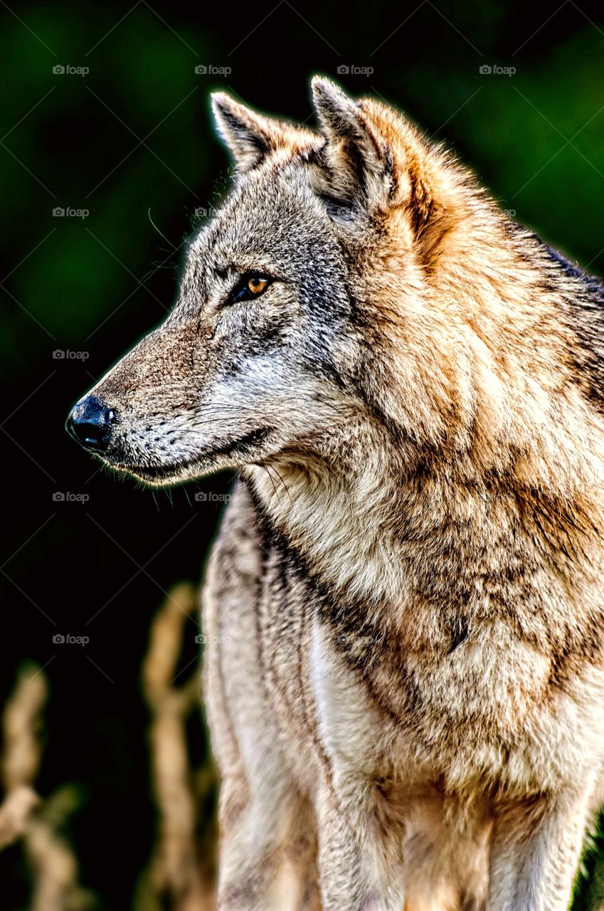 Facial portrait of a very handsome wolf.