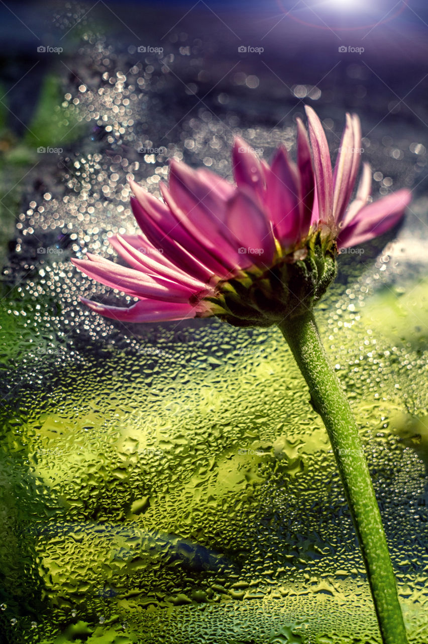 Flower with drops