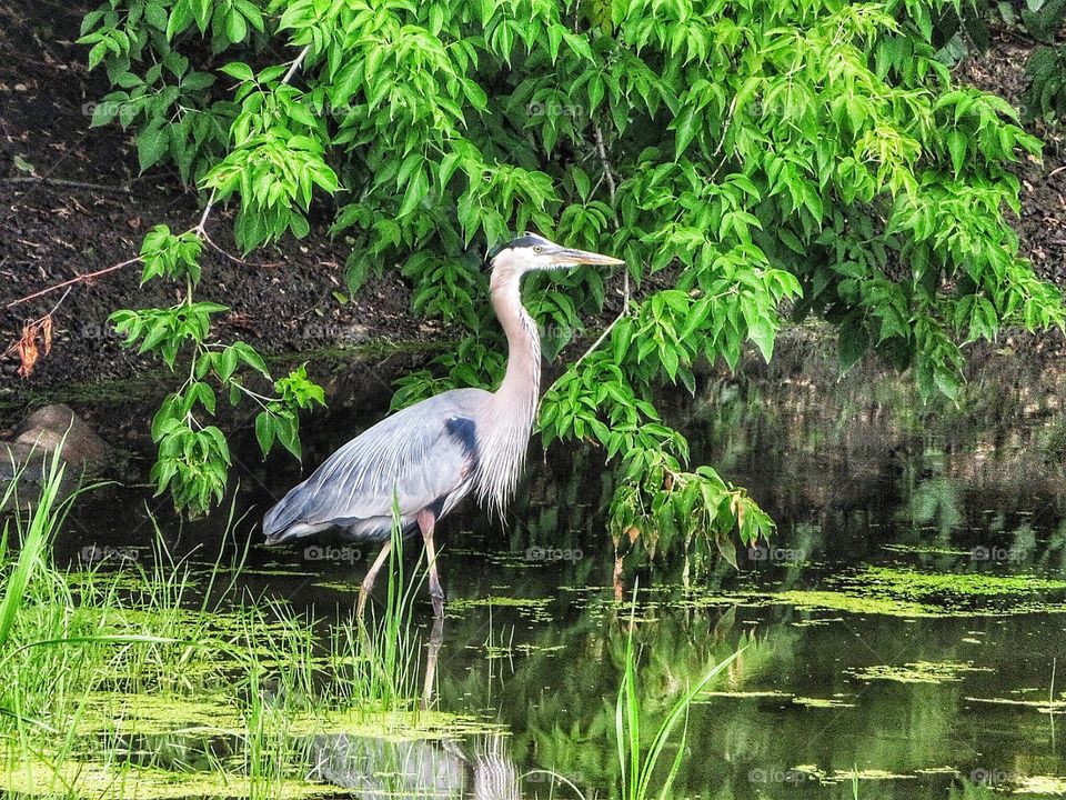 Blue Heron Boucherville Québec 