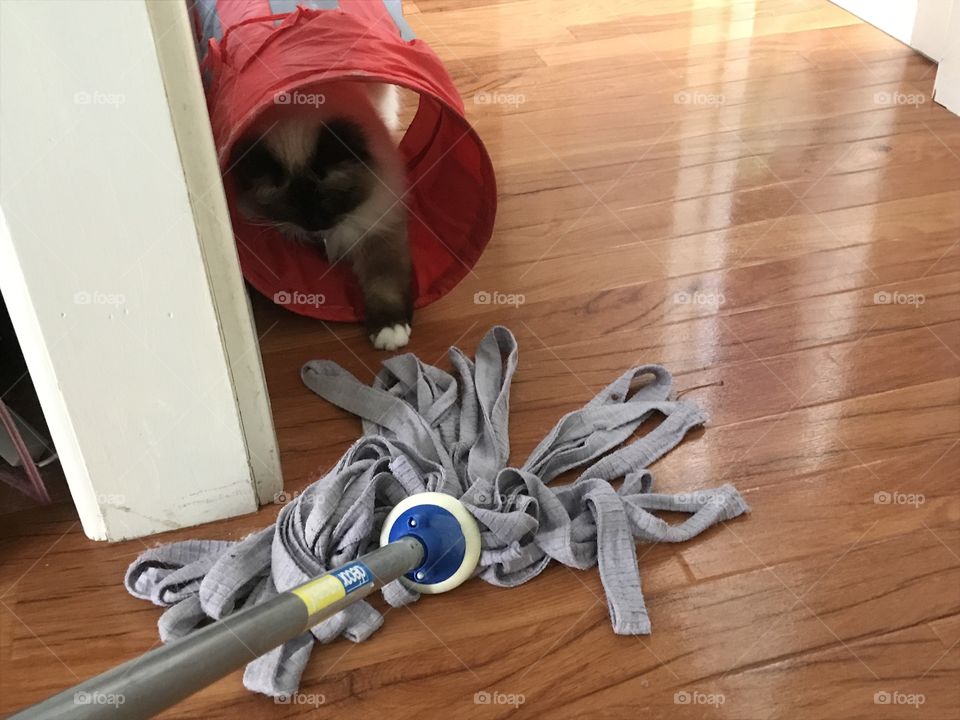 Cute Ragdoll cat plays with the mop 