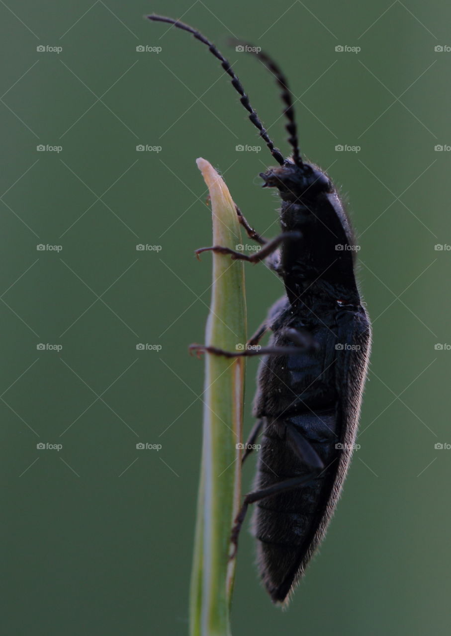 Black Beetle Close-Up