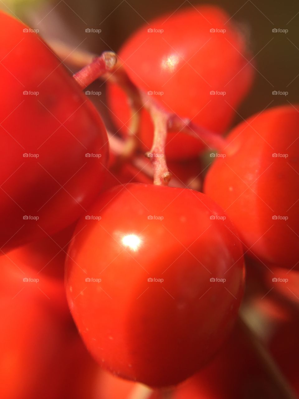 Red wild berry 
