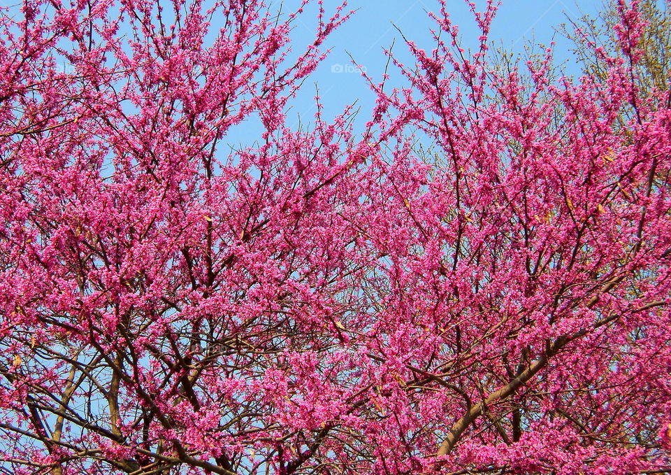 Spring Blooms