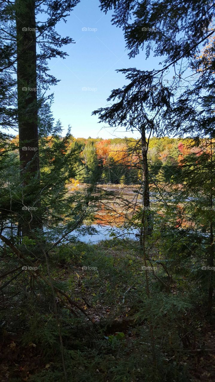 View of Autumn foliage through the trees
