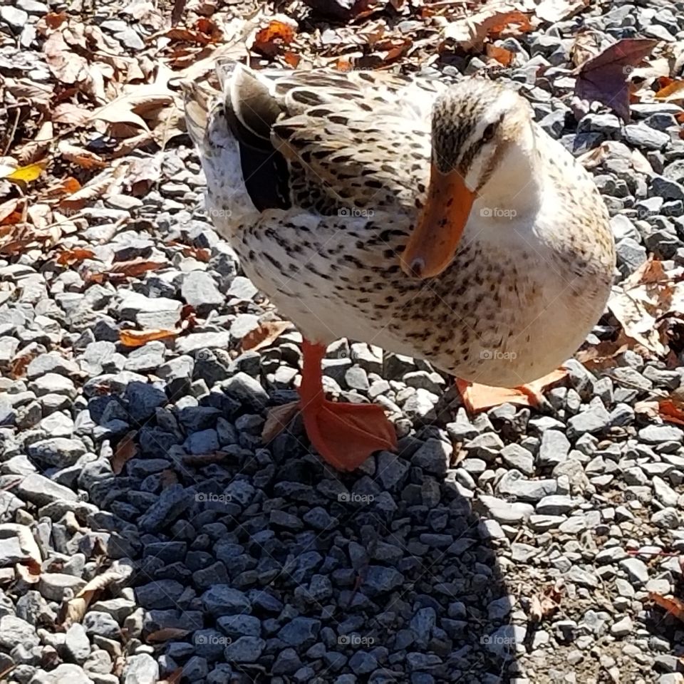 Duckling saying hi
