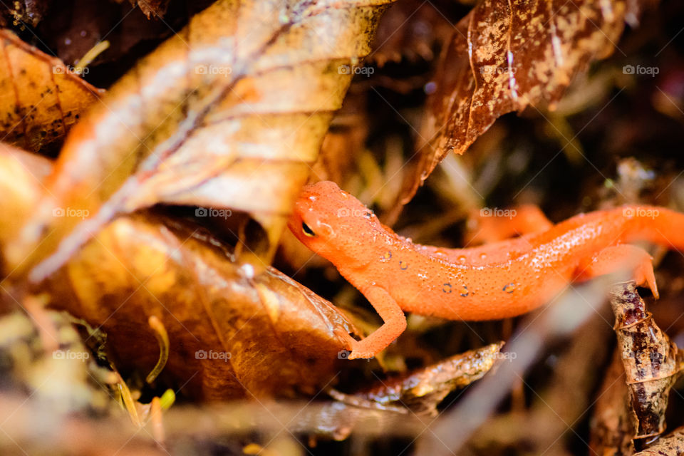 Smoky Mountain Salamander feeling safe under the leaf. Lots of fall leaves everywhere. Easy to hide in the forest. 