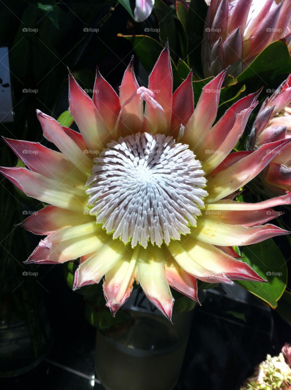 göteborg sverige protea sydafrikas nationalblomma by bj