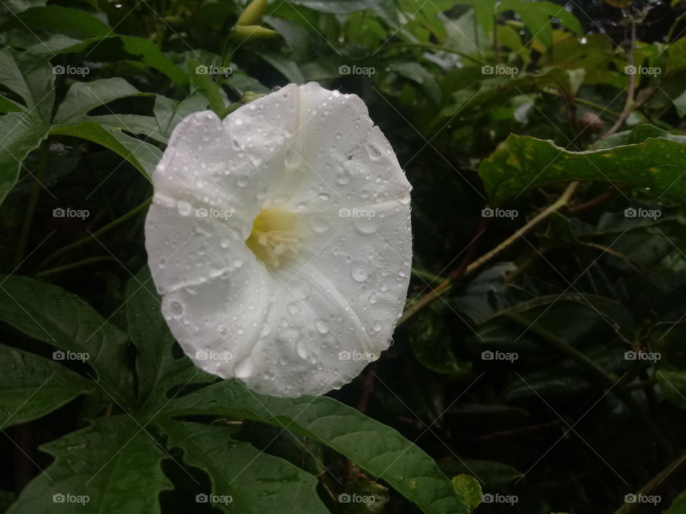פלורה, עלה, פלנטאס, טבעי.