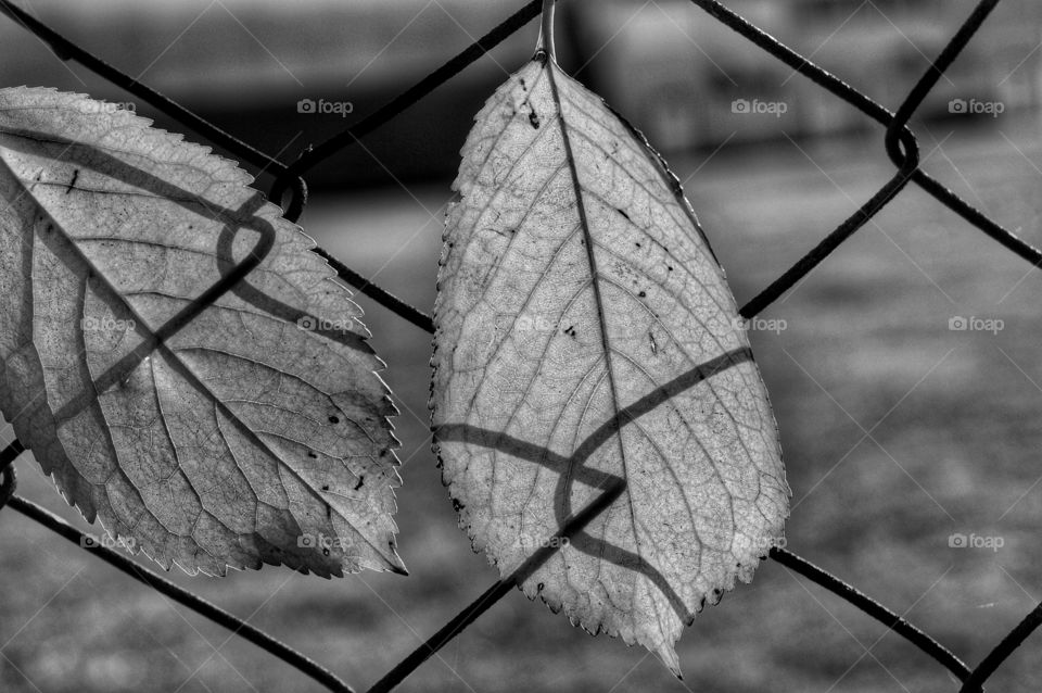 Leaf, Nature, Flora, No Person, Outdoors