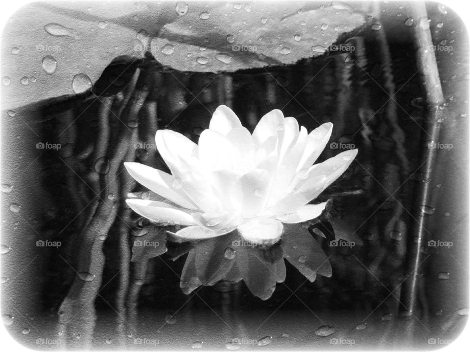 Water lily b/w