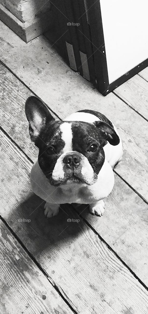 Cute Frenchie in black and white