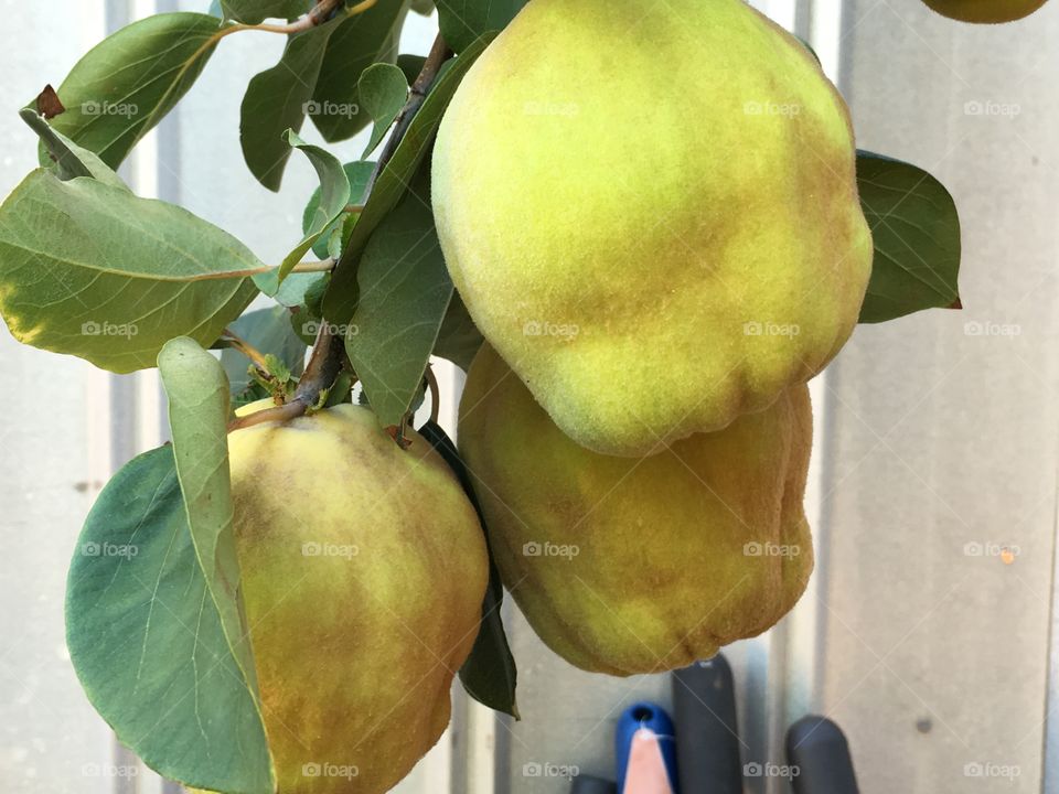 Quince fruit on tree