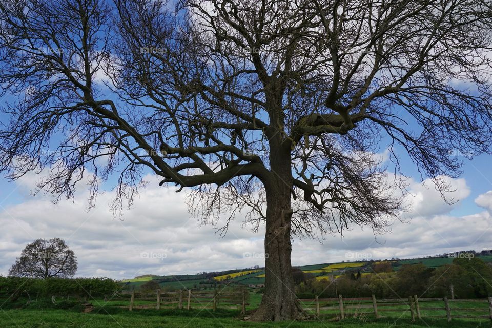 Trees all around us in the English Countryside ...