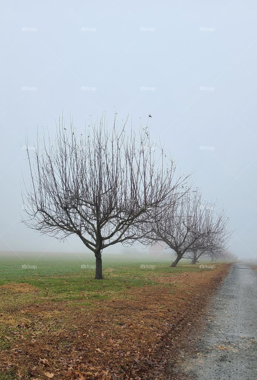Misty Orchard