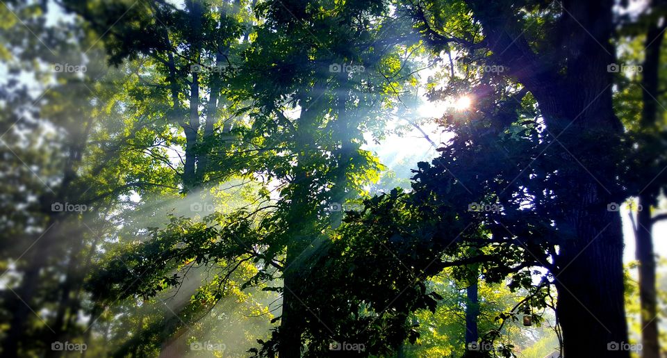 Beautiful light shining through trees
