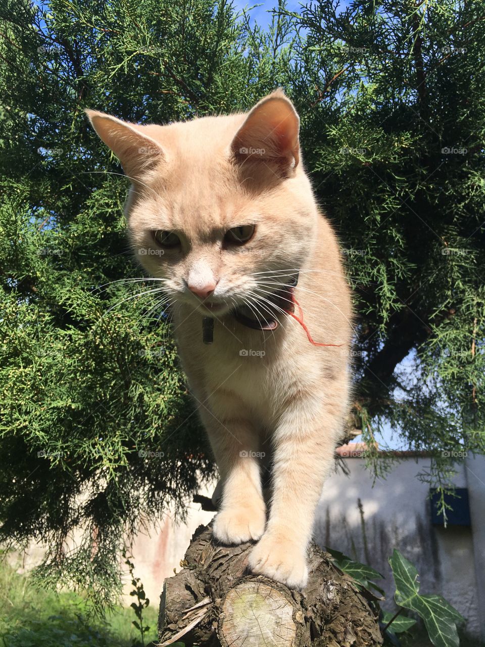 Cat walking on a tree trunk