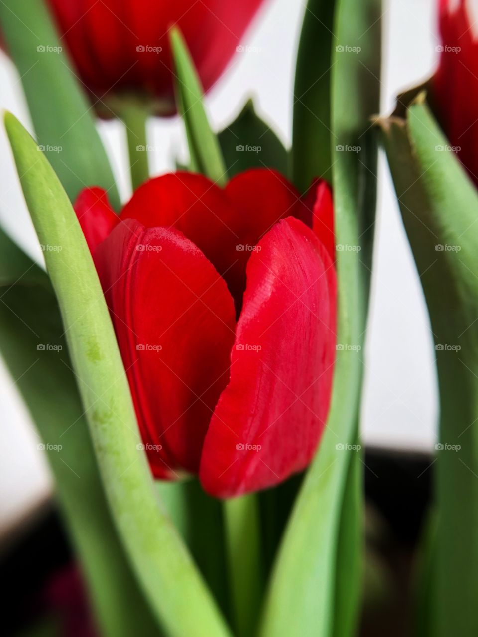 Tulips... Beautiful any day, any time. A closeup in a single flower. 