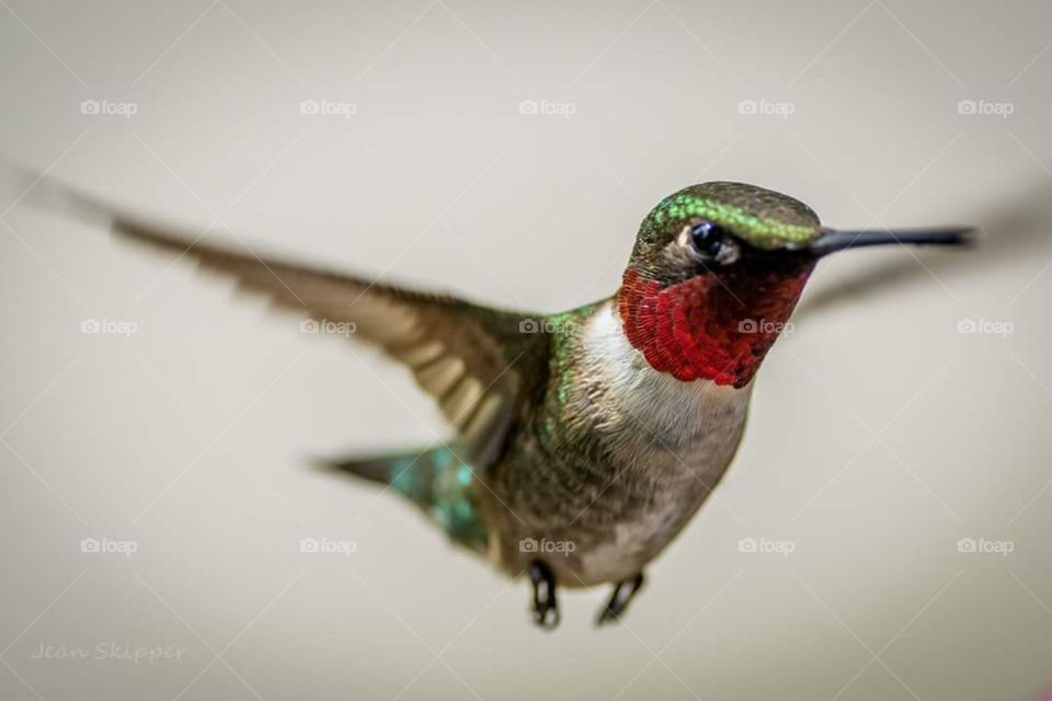 Male Ruby - throat Hummingbird Closeup . hummingbird near my feeder