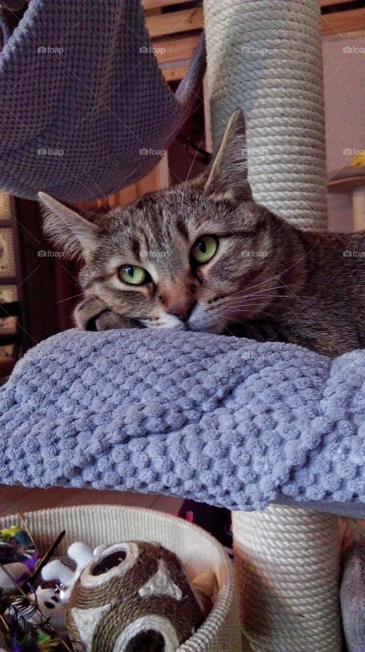 Cat lying on the blanket