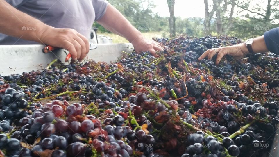Workers are cleaning the grapes on a track of a wineyard in Montpellier, France