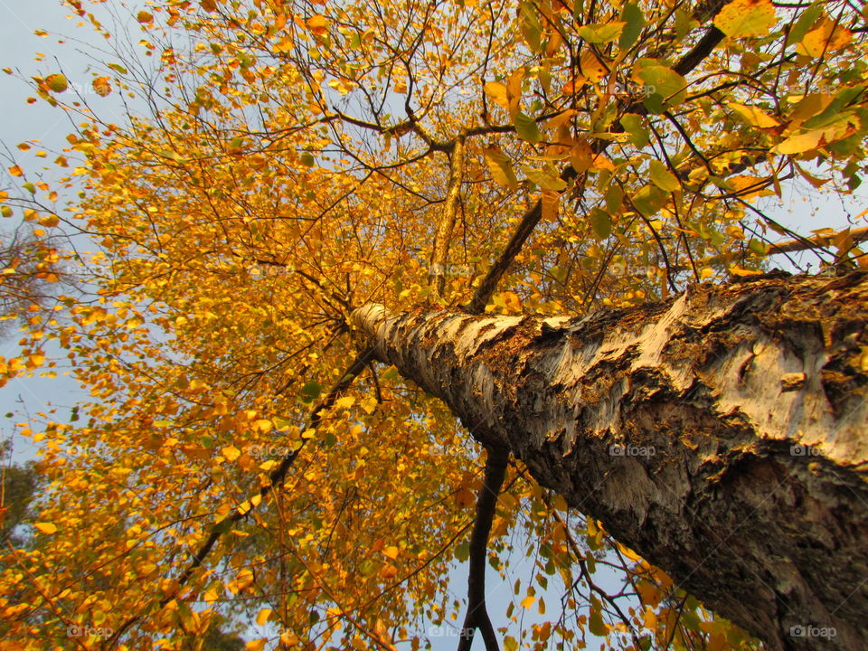 autumn tree with yellow leaves