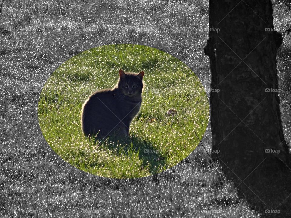 Cat on grass
