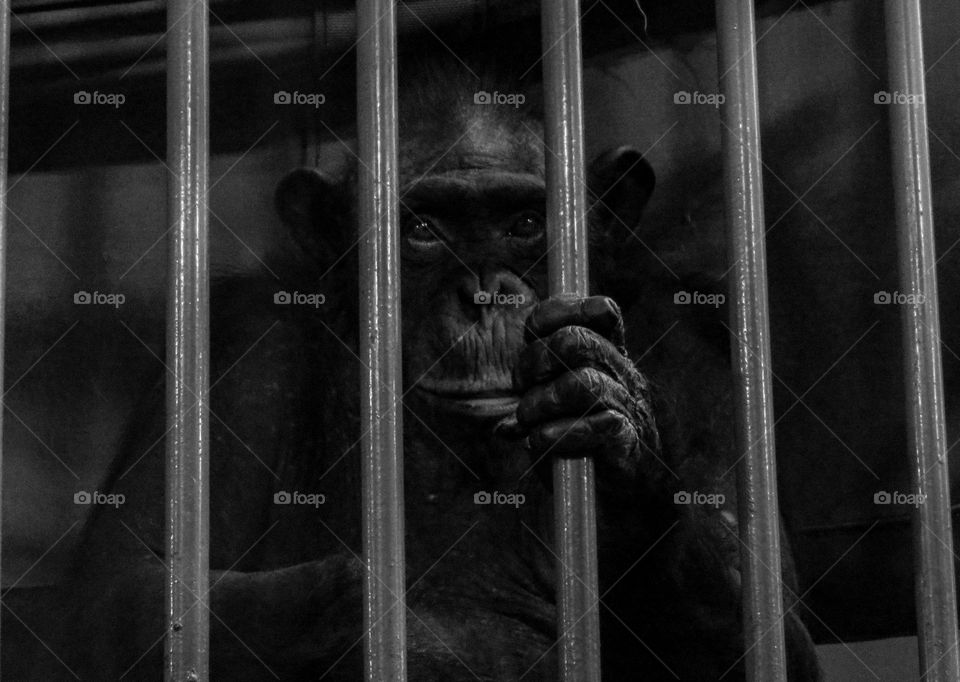 "Freedom" is a picture of Bobo monkey, closed in tiny cage in Belgrade zoo.
