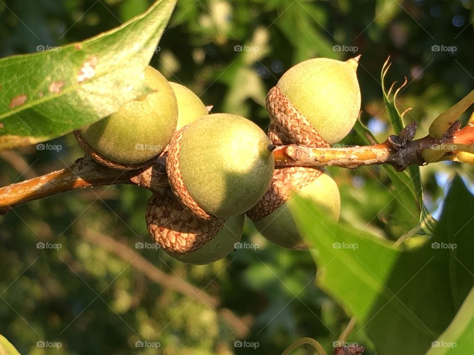 fruit