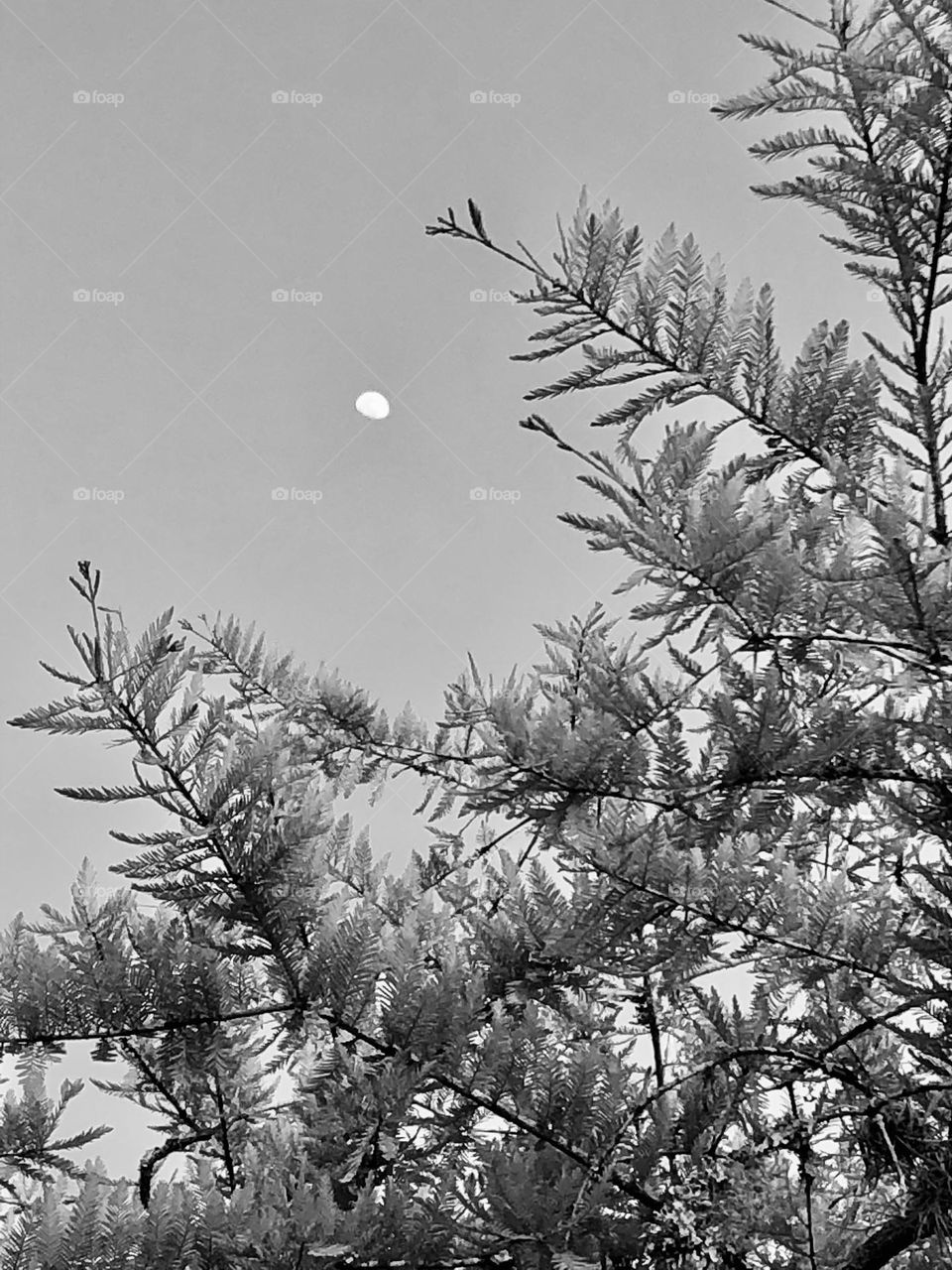 Half moon tonight above the cypress in black and white 🤍