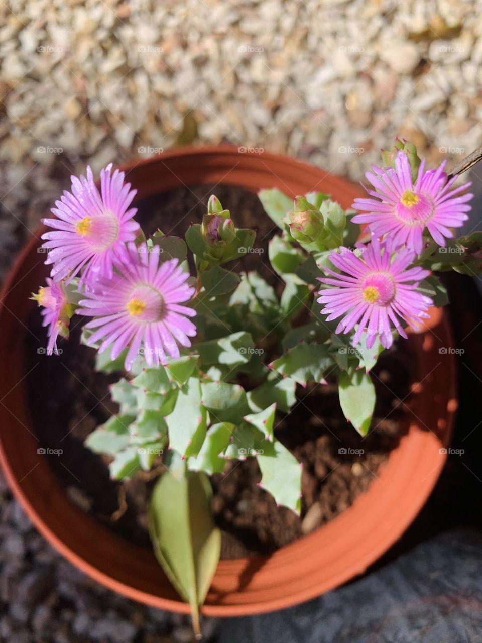 “Flowers could be your friend they bring color and happiness to your world while human friends sometimes they leave you for good.” S. Gibson