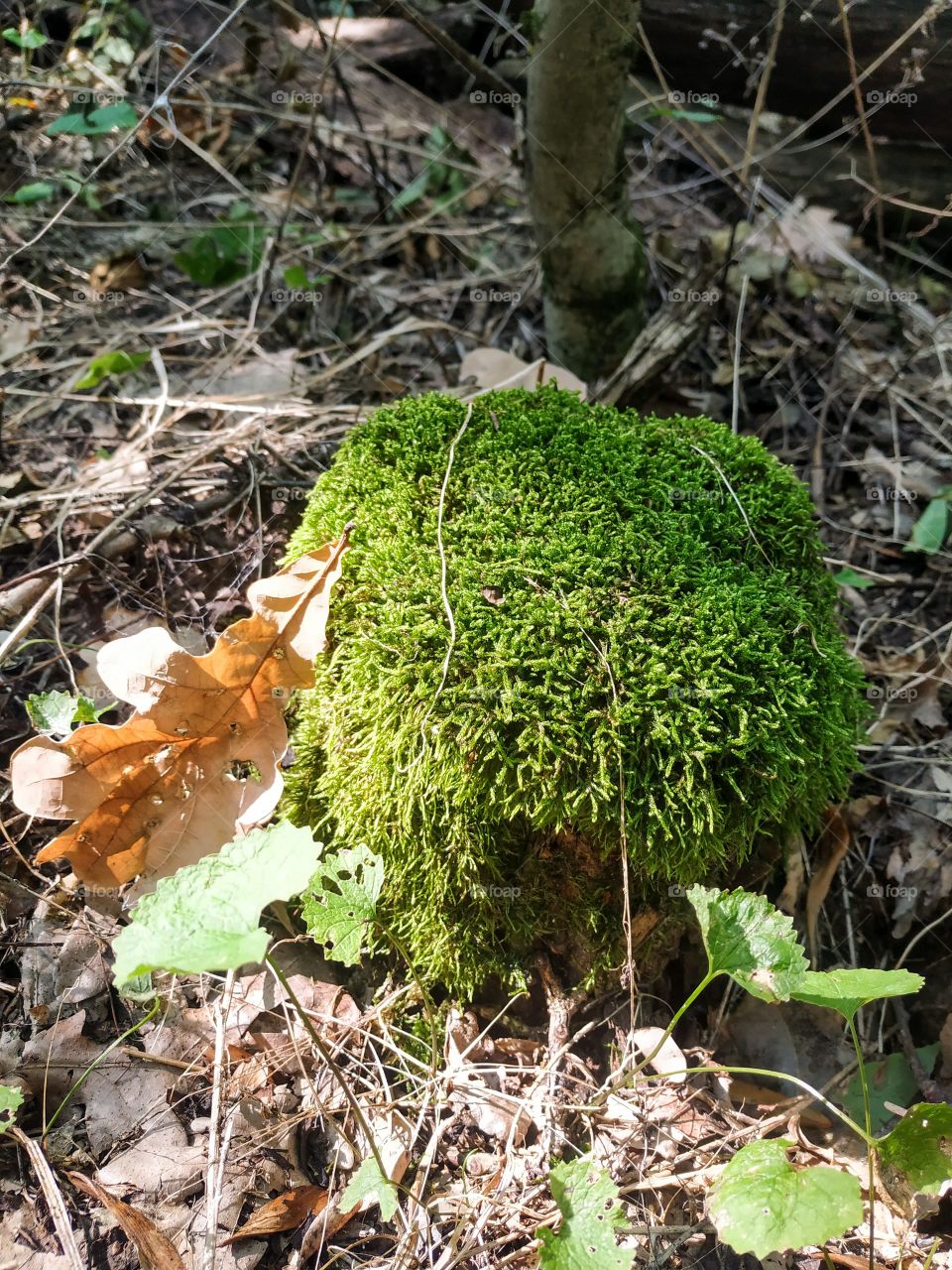 Green moss on the stump