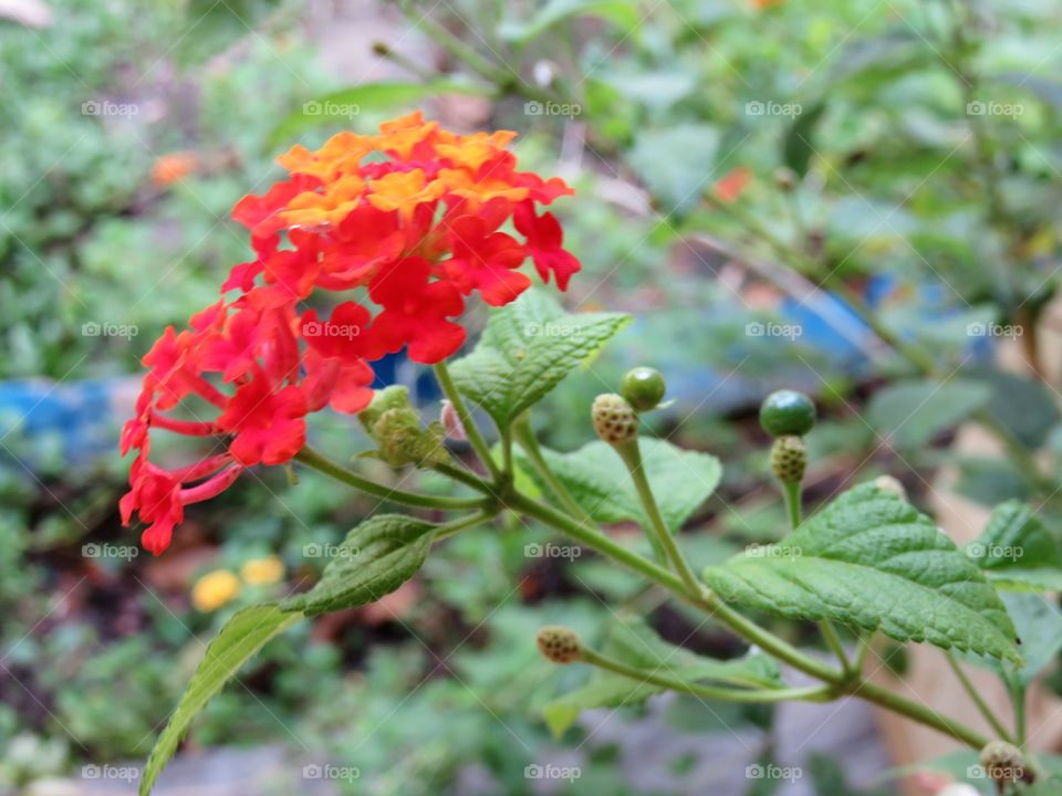 Red flowers