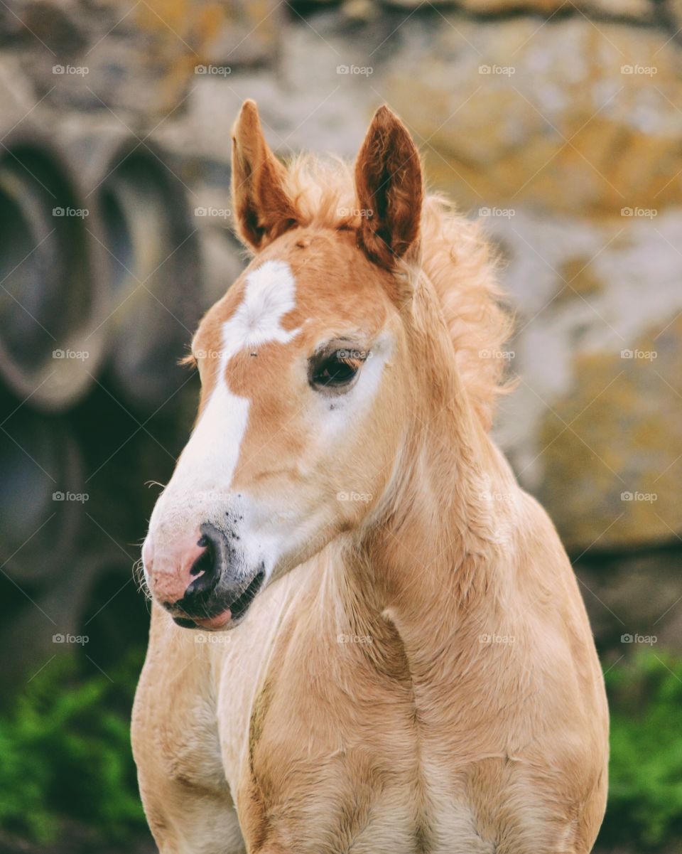 Close-up of foal