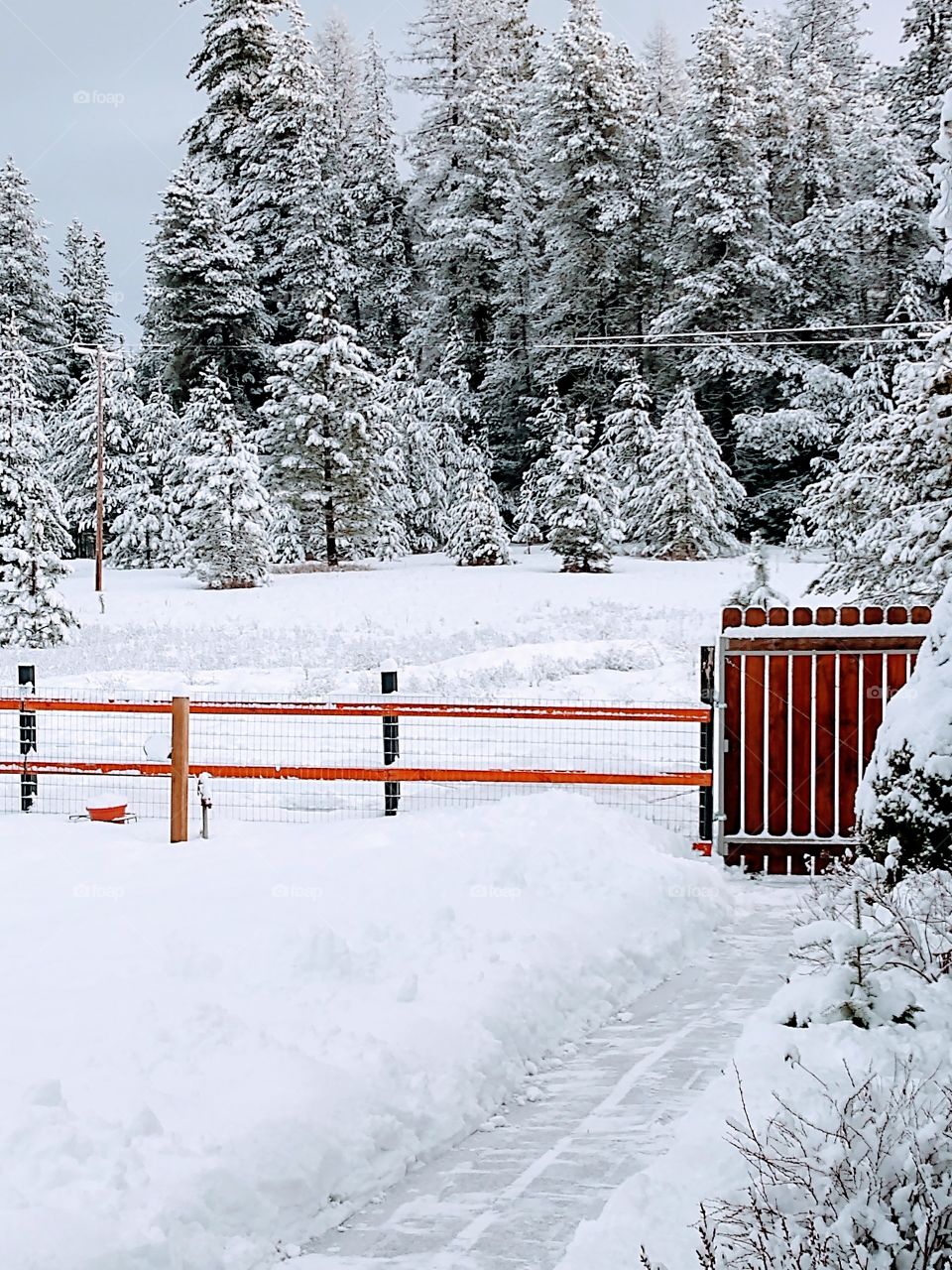 winter scene in the pine trees