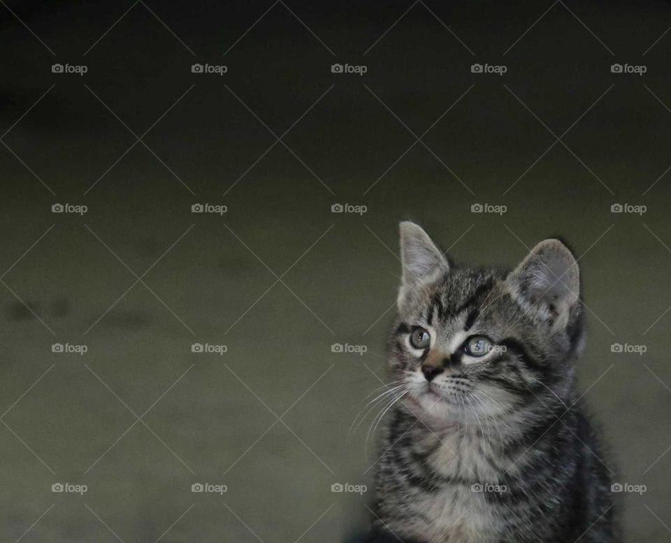 Shot of a baby kitten in a corner, cute and green shades