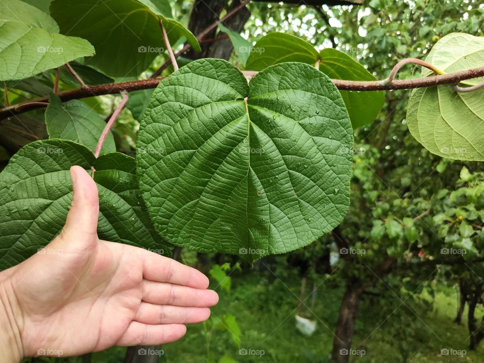 kiwi leafs 🥝