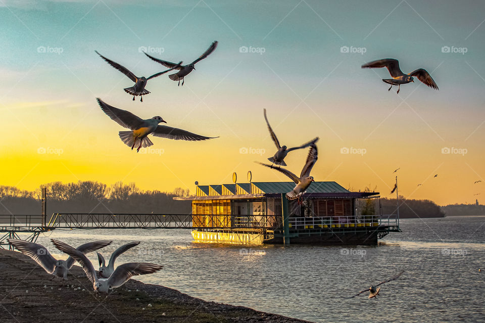 A see eagle in the River Danube