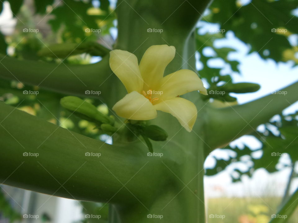 Papaya flower