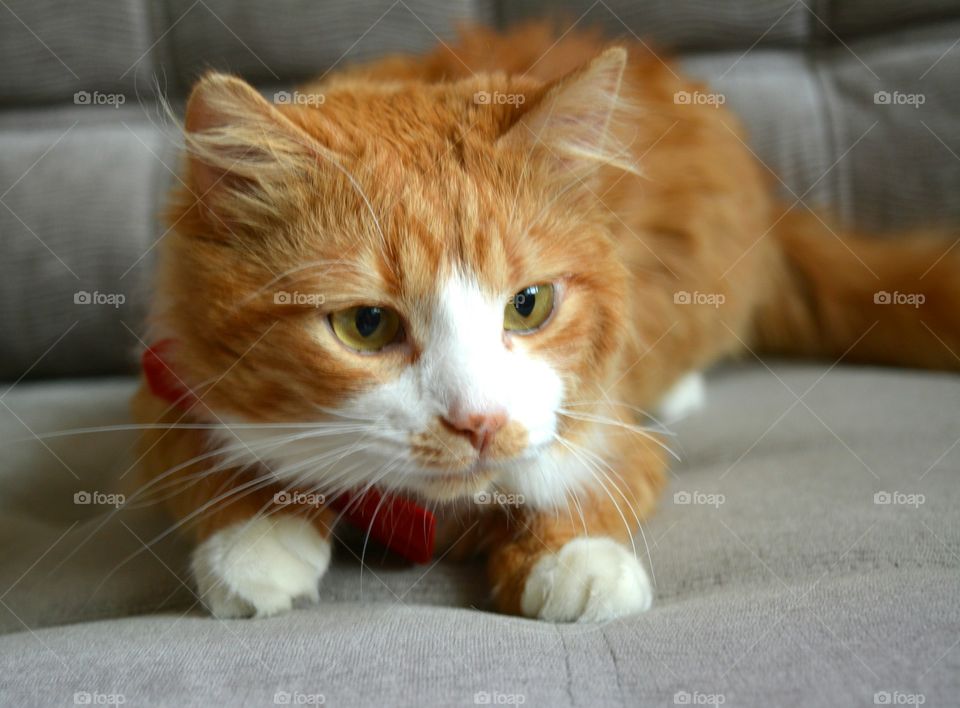 Cat, Cute, Portrait, Pet, Eye