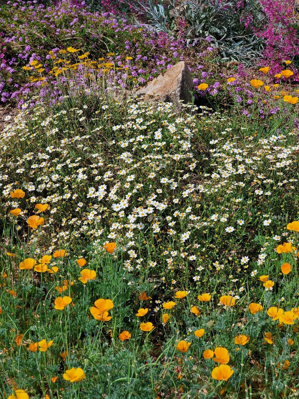 Flower Garden in the Yard