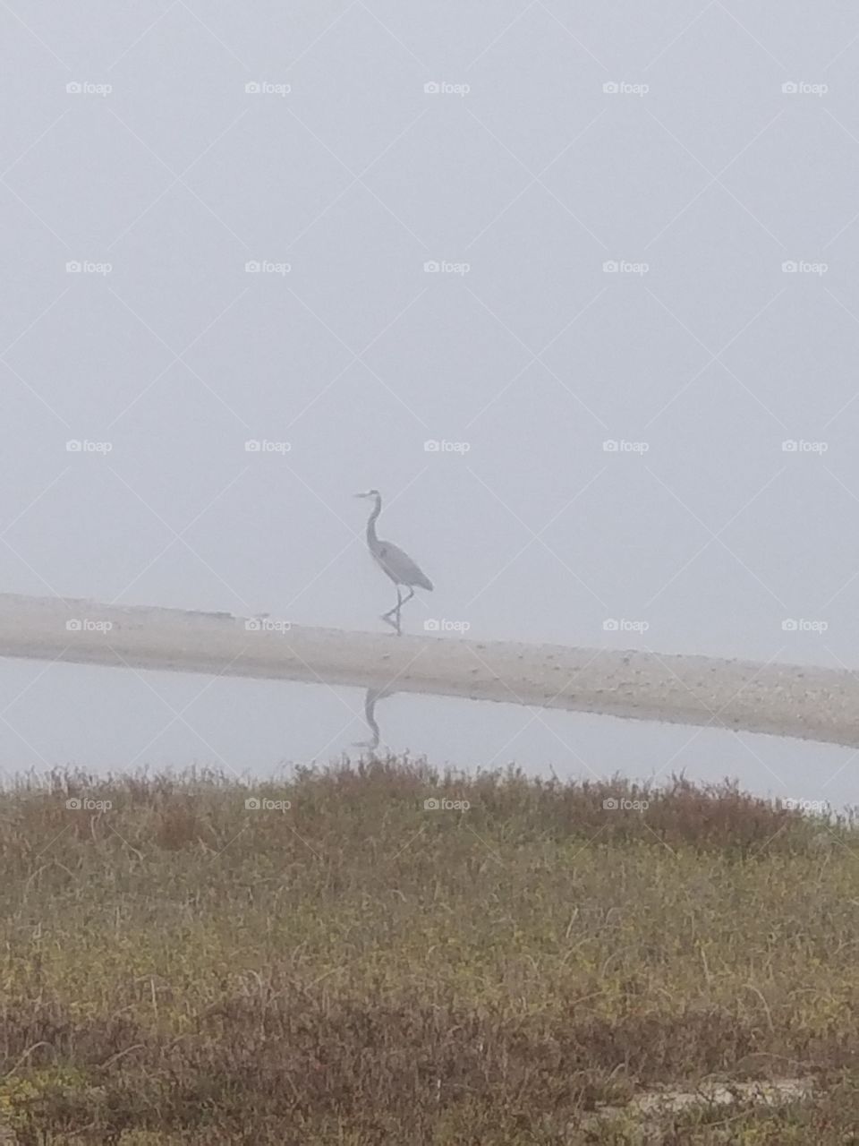 A walk on the beach is the best serenity.
To see wilderness is breathtaking! 
Fog and mist can make such beauty in a photo
