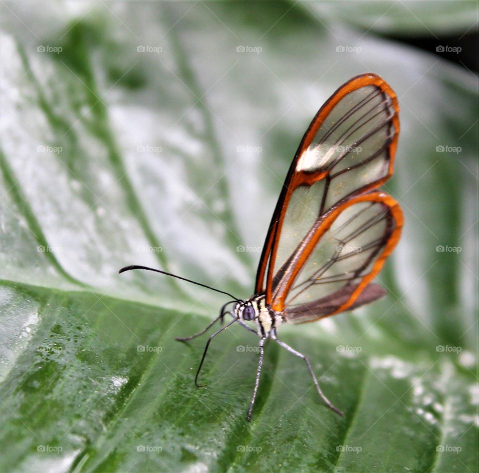 Glass winged Butterfly