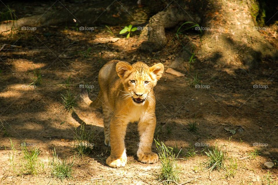 Lion Cub