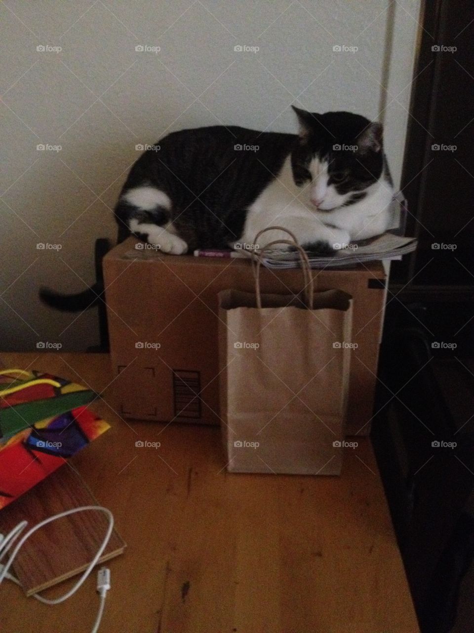 Cat sits where they want