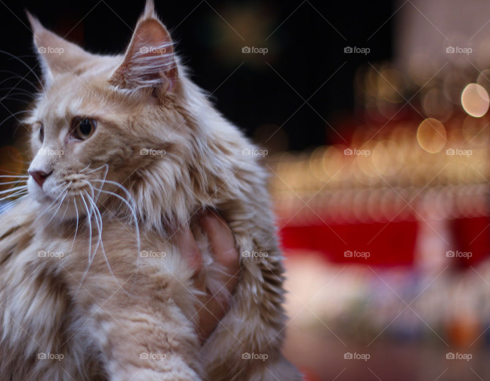 Christmas bokeh cat