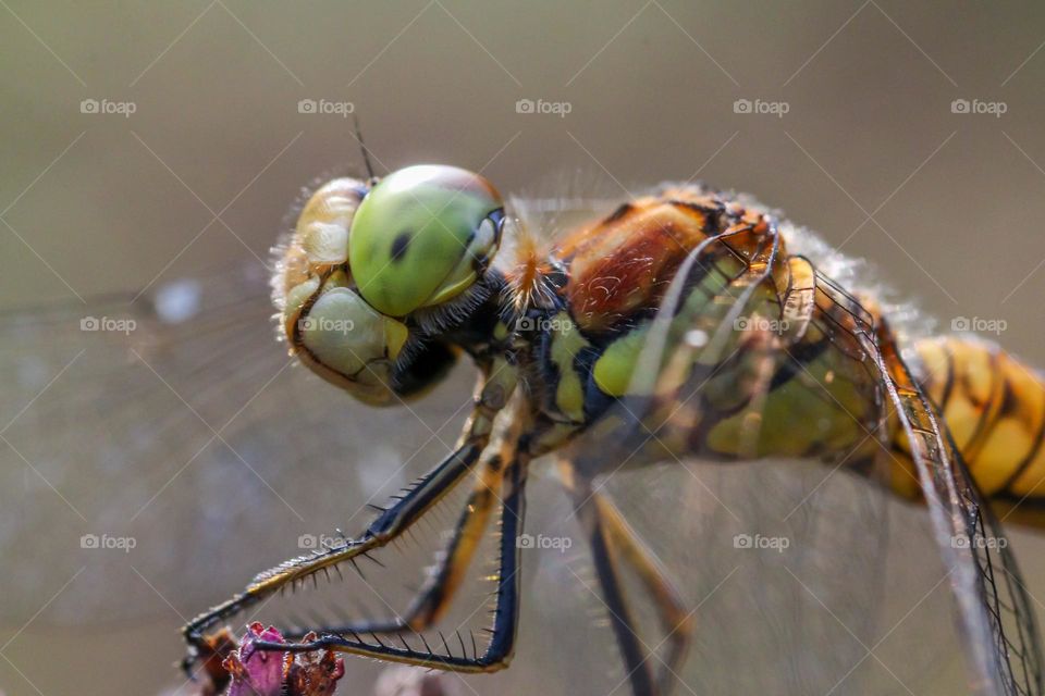 Dragonfly close-up