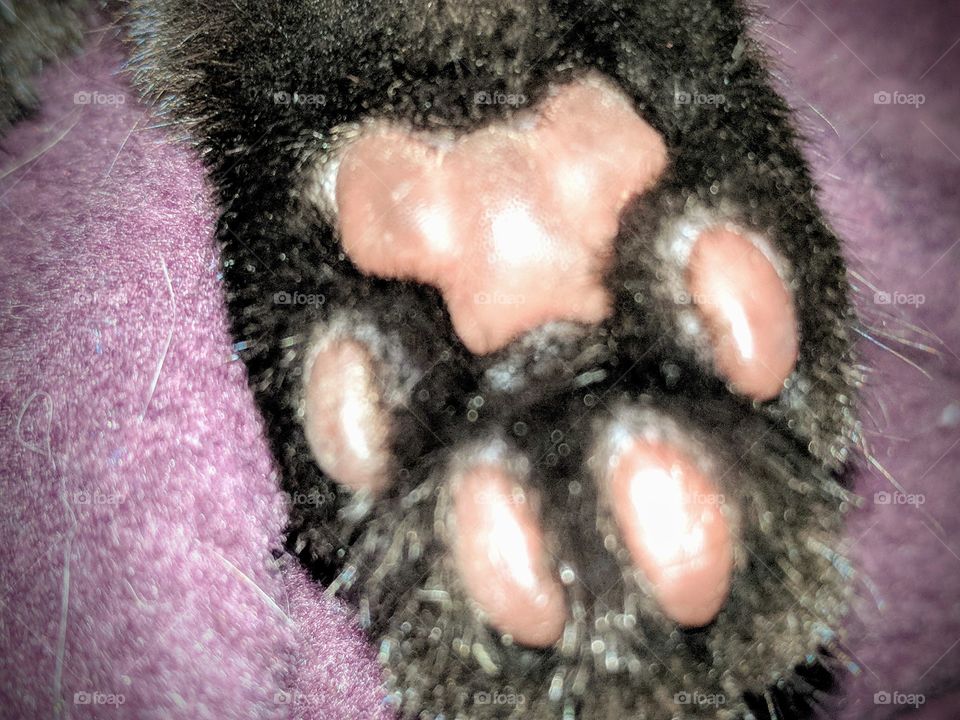 Kitten Paw 8