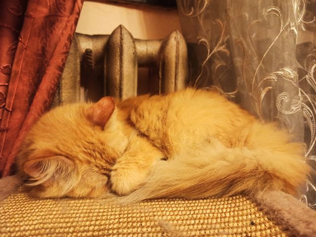 Colour: yellow. The cat warms up near the battery. Winter Is Coming